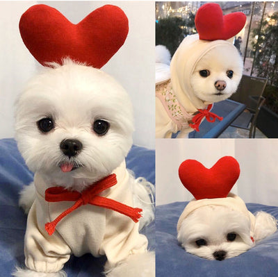 Small white dog wearing a red heart-shaped headband and scarf on a blue blanket.