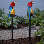 Two solar-powered parrot garden stakes with red, blue, and yellow macaroon statues perched on gold-colored rocks, set in a garden bed with mulch, gravel, and green plants.